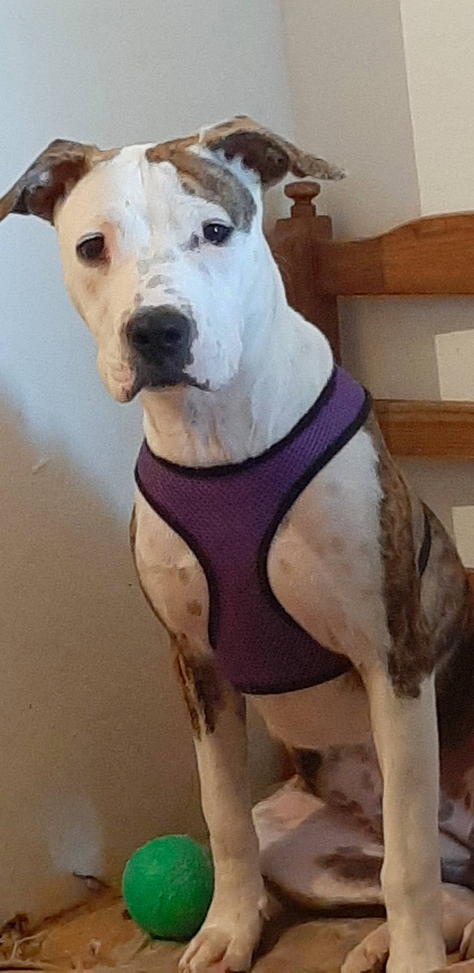 Wilo participe au concours pour gagner de l'argent avec cette photo : american_bulldog, american_pit_bull_terrier, american_staffordshire_terrier, ancient_dog_breeds, bully_kutta, canidae, carnivore, companion_dog, dog, dog_breed, dogo_argentino, fawn, mammal, non_sporting_group, old_english_terrier, pit_bull, snout, sporting_group, staffordshire_bull_terrier, vertebrate