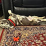 Beast is registered to the contest to win money with this photo: dog, red_bandana, lying_down, rug, patterned_rug, black_leather_couch, toy, rope_toy, indoor, wood_floor, relaxed, spotted_dog, pet, resting, home_interior, woven_basket, furniture, canine, playtime, domestic_animal