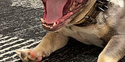 Beast joined the competition — help win amazing prizes! dog, bulldog, pet, indoor, carpet, spiked_collar, tongue, mouth_open, paw, close_up, happy, animal, canine, floor, domestic, cute, fur, sitting, snout, teeth