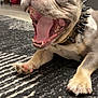 dog, bulldog, pet, indoor, carpet, spiked_collar, tongue, mouth_open, paw, close_up, happy, animal, canine, floor, domestic, cute, fur, sitting, snout, teeth