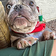 Beast is registered to the contest to win money with this photo: dog, close_up, heterochromia, blue_eye, brown_eye, bandana, paw, fingernail, outdoor, person, green_clothing, wicker_chair, resting, portrait, pet, animal, canine, cute, expression, snout