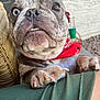 dog, close_up, heterochromia, blue_eye, brown_eye, bandana, paw, fingernail, outdoor, person, green_clothing, wicker_chair, resting, portrait, pet, animal, canine, cute, expression, snout