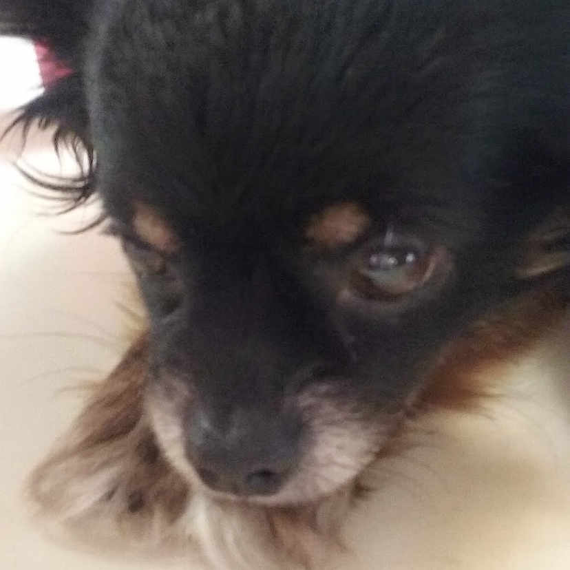 Taders is registered to the contest to win money with this photo: animal, canine, chihuahua, cockerspaniel, computer, cushion, dog, electronics, homedecor, indoors, interiordesign, papillon, pet, phone, photography, poodle, puppy, snout, tabletcomputer, text