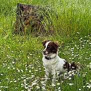 Levi joined the competition — help win amazing prizes! brown_fur, canine, collar, daisy, dog, field, flora, grass, meadow, moss, nature, outdoor, pet, portrait, sitting, spring, tall_grass, tree_stump, white_fur, wildflower