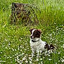 brown_fur, canine, collar, daisy, dog, field, flora, grass, meadow, moss, nature, outdoor, pet, portrait, sitting, spring, tall_grass, tree_stump, white_fur, wildflower