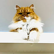 Jasmine is registered to the contest to win money with this photo: cat, fluffy, orange, white, pet, animal, indoor, paws, feline, fur, looking_down, ledg, closeup, cute, domestic, mammal, whiskers, ears, face, expression