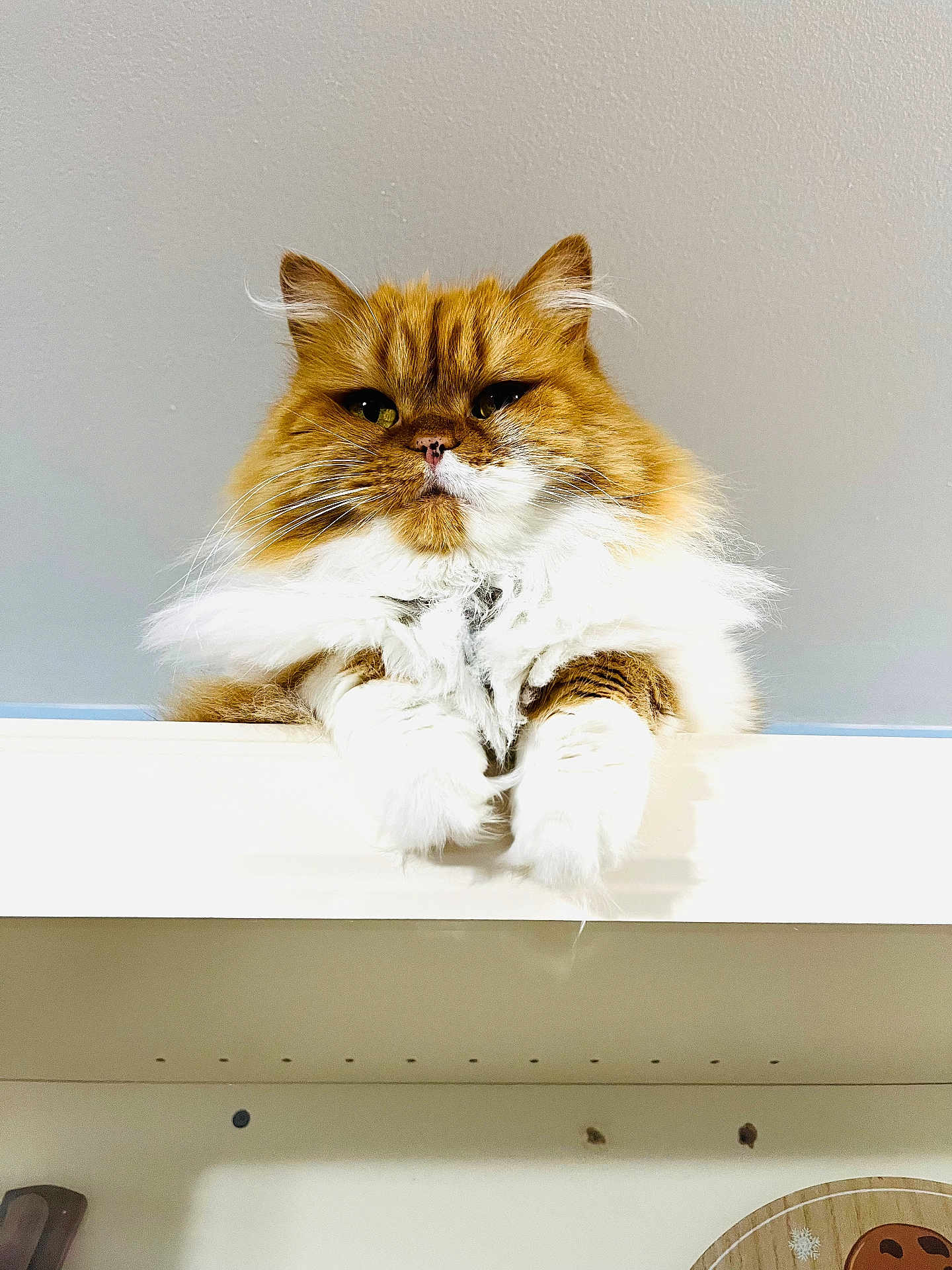 Jasmine is registered to the contest to win money with this photo: cat, fluffy, orange, white, pet, animal, indoor, paws, feline, fur, looking_down, ledg, closeup, cute, domestic, mammal, whiskers, ears, face, expression