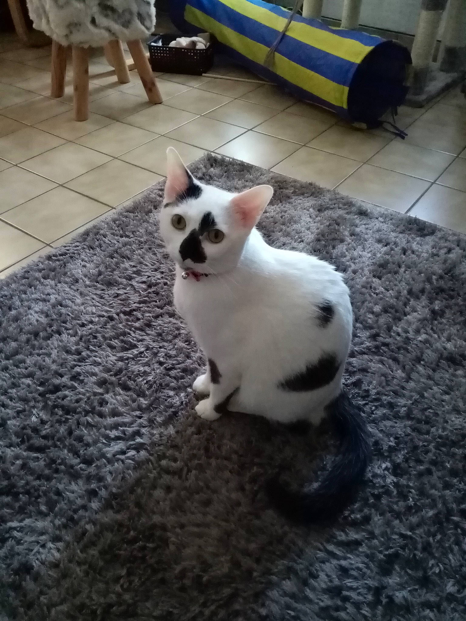 Ticoeur participe au concours pour gagner de l'argent avec cette photo : carnivore, cat, domestic_short_haired_cat, eye, felidae, flooring, foot, fur, paw, road_surface, small_to_medium_sized_cats, snout, tail, terrestrial_animal, whiskers, wood