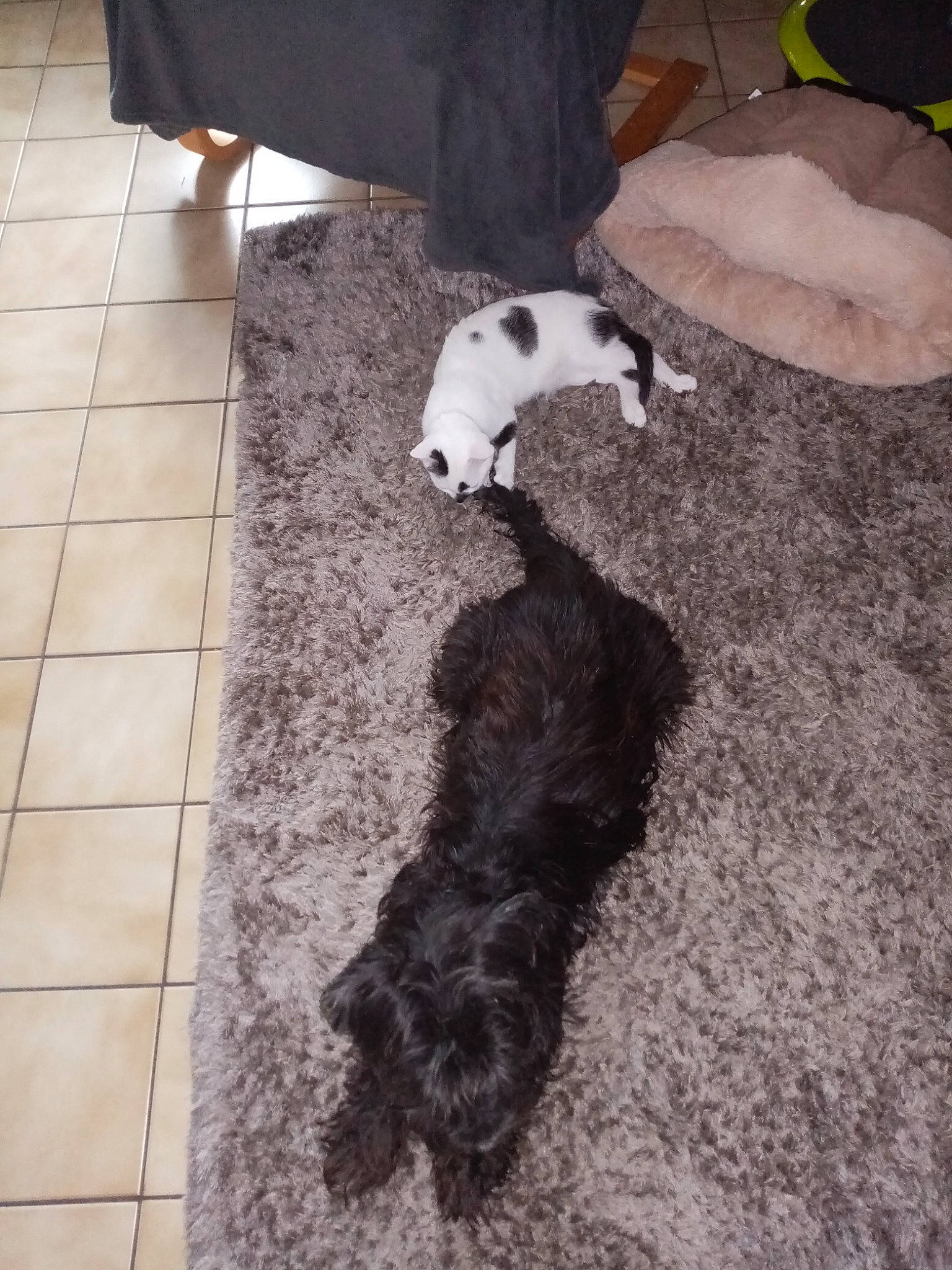 Ticoeur participe au concours pour gagner de l'argent avec cette photo : black, carnivore, cat, comfort, companion_dog, dog_breed, felidae, floor, flooring, fur, hardwood, mammal, paw, room, small_to_medium_sized_cats, tail, tile_flooring, vertebrate, whiskers, wood