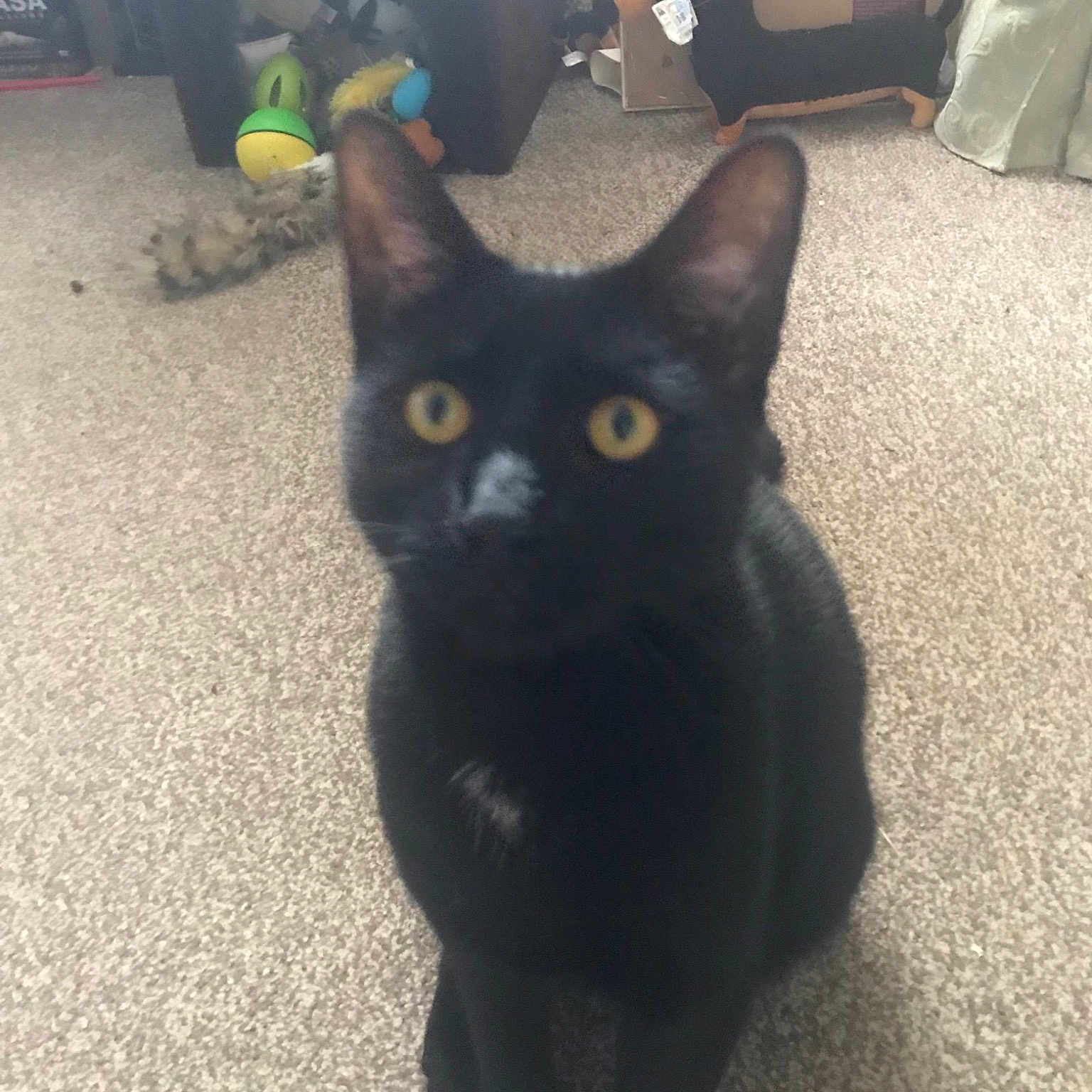 Ernie