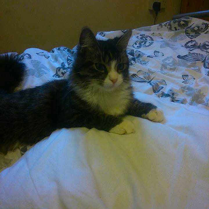 Dexter is registered to the contest to win money with this photo: