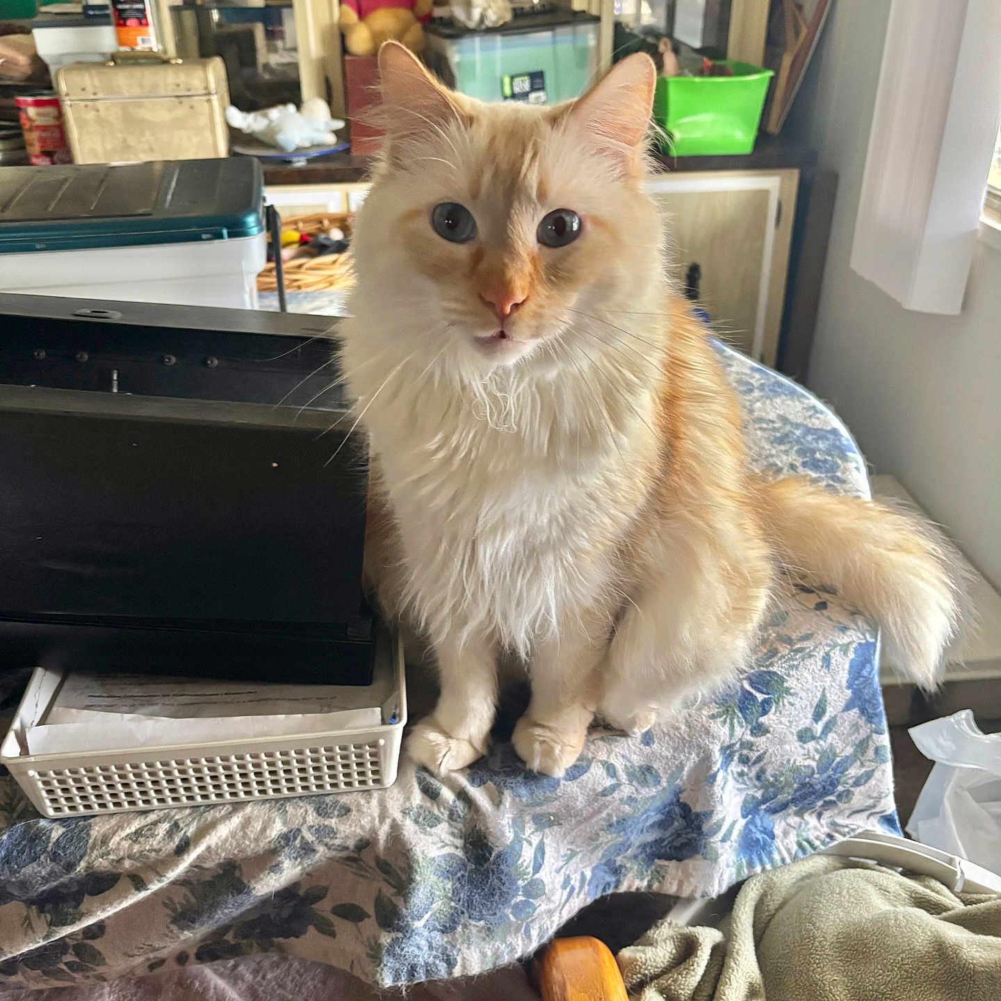 Fluffy is registered to the contest to win money with this photo: abyssinian, accessories, animal, bag, bed, bedroom, blanket, cat, cushion, dormroom, furniture, handbag, head, homedecor, indoors, kitten, person, pet, room, shelf