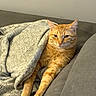 cat, orange_cat, tabby, pet, animal, feline, couch, blanket, cozy, indoors, home, living_room, relaxing, lying_down, stretching, front_legs, fur, whiskers, ears, portrait