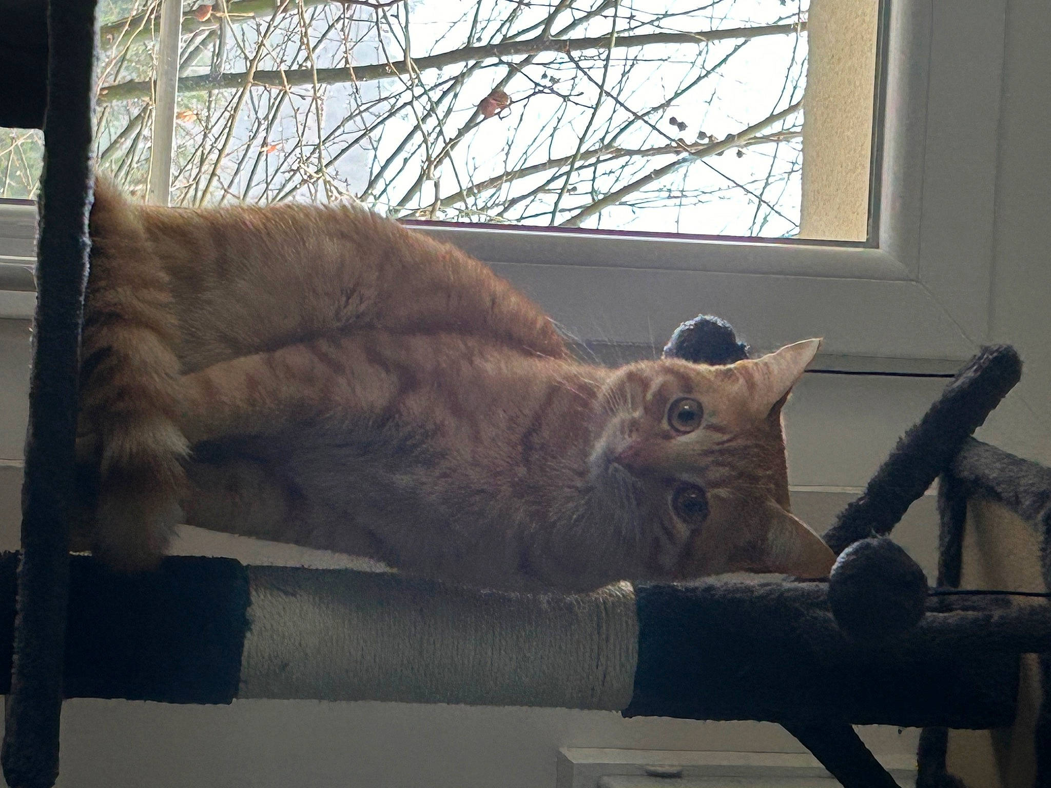 Ulysse a rejoint le concours — aidez-le/la à gagner de superbes lots ! carnivore, cat, cat_supply, comfort, couch, domestic_short_haired_cat, fawn, felidae, fur, nap, room, sitting, small_to_medium_sized_cats, snout, tail, twig, vertebrate, whiskers, window, wood