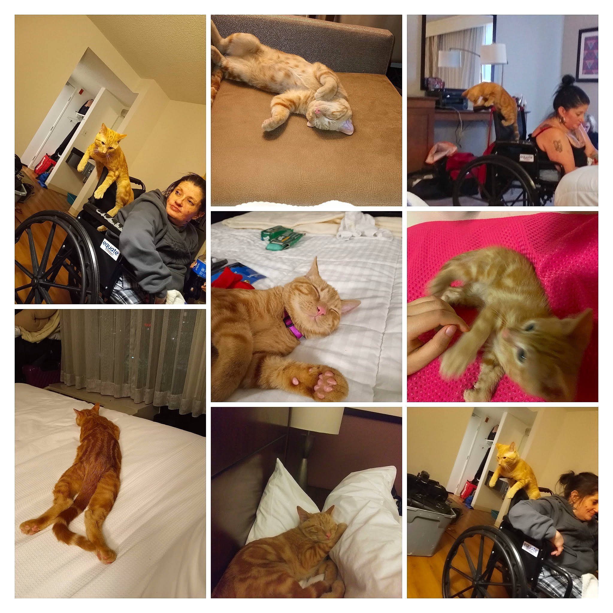 Boomer is registered to the contest to win money with this photo: art, carnivore, collage, comfort, companion_dog, dog, fashion, fawn, felidae, human, mammal, photograph, product, shoe, textile, tire, vertebrate, wheel, wood, yellow