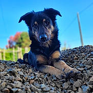 Porthos a rejoint le concours — aidez-le/la à gagner de superbes lots ! dog, animal, outdoor, rocks, black_tan_dog, pet, nature, sky, grass, fur, ears, portrait, laying_down, daylight, closeup, canine, paw, nose, background_blur, sunlight