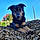 Porthos