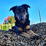 dog, animal, outdoor, rocks, black_tan_dog, pet, nature, sky, grass, fur, ears, portrait, laying_down, daylight, closeup, canine, paw, nose, background_blur, sunlight