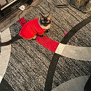 Reggie joined the competition — help win amazing prizes! cat, red_sweater, tabby_cat, rug, indoor, floor, retro_radio, cord, remote_control, curious, pet, feline, patterned_rug, wood_floor, cozy, sitting, looking_up, domestic_animal, two_cats, relaxed