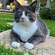 Bonnie joined the competition — help win amazing prizes! animal, cat, closeup, cute, daylight, feline, garden, grass, gray_fur, green_eyes, mammal, nature, outdoor, paws, pet, portrait, resting, stone, whiskers, white_fur