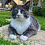 animal, cat, closeup, cute, daylight, feline, garden, grass, gray_fur, green_eyes, mammal, nature, outdoor, paws, pet, portrait, resting, stone, whiskers, white_fur