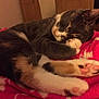 Bonnie is registered to the contest to win money with this photo: animal, bedroom, blanket, calm, cat, cozy, cute, domestic, feline, fur, indoor, multicolor, paw, paw_pads, pet, pink, relaxed, resting, sleeping, soft