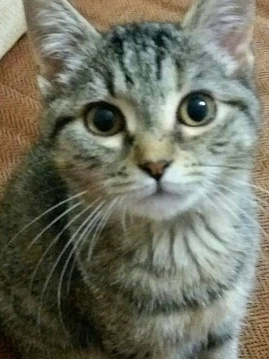 Pussy participe au concours pour gagner de l'argent avec cette photo : aegean_cat, american_shorthair, american_wirehair, asian, australian_mist, carnivore, cat, domestic_short_haired_cat, dragon_li, european_shorthair, felidae, kitten, mammal, pixie_bob, siberian, small_to_medium_sized_cats, snout, tabby_cat, vertebrate, whiskers