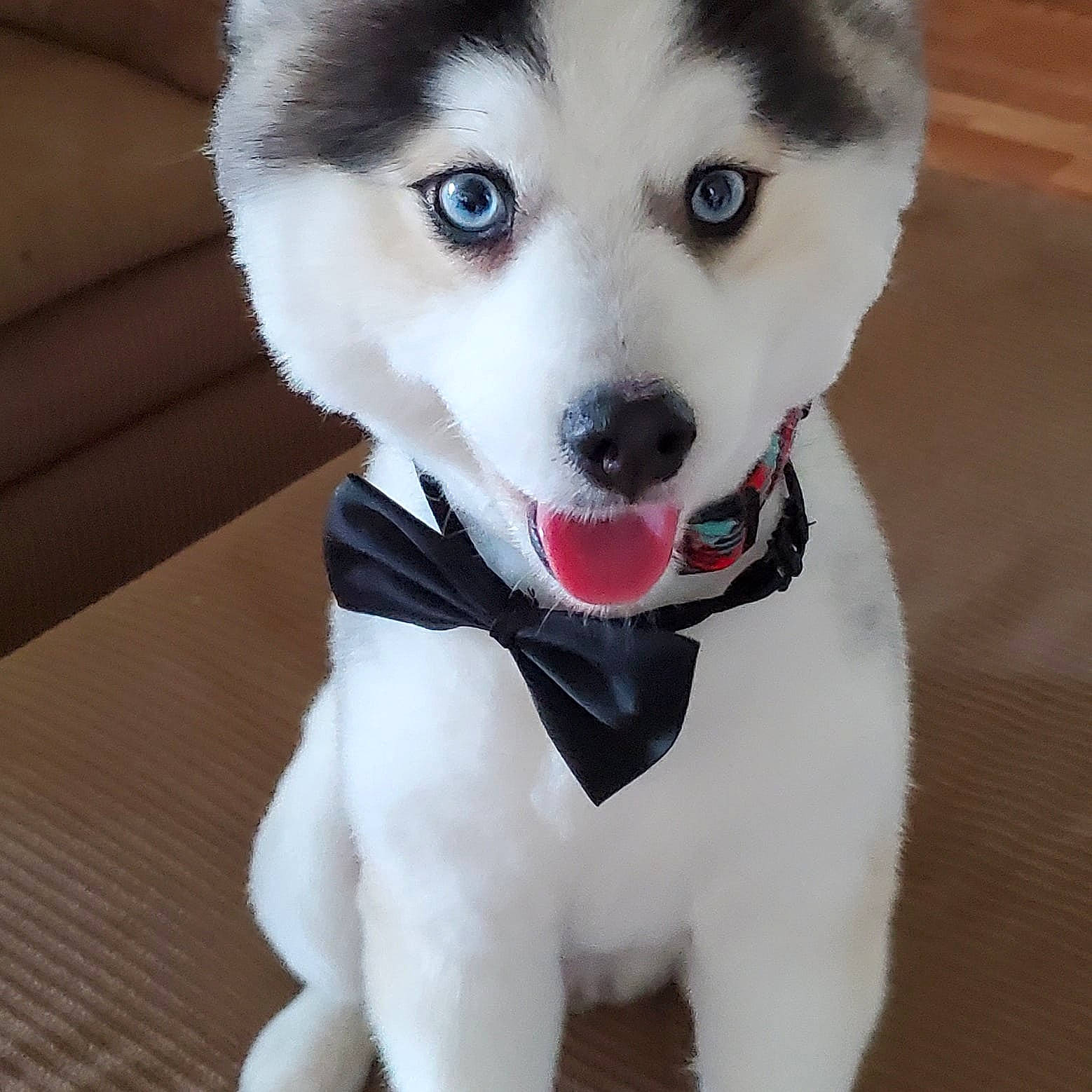 Cougar joined the competition — help win amazing prizes! canidae, carnivore, collar, companion_dog, dog, dog_breed, dog_collar, dog_supply, fawn, fur, leash, mammal, paw, siberian_husky, sled_dog, snout, sporting_group, tail, vertebrate, whiskers