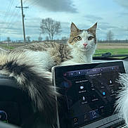 Dean is registered to the contest to win money with this photo: cat, dashboard, car_interior, touchscreen, fluffy_tail, window, sky, clouds, tree, field, animal, pet, fur, whiskers, car, technology, nature, outdoor_view, relaxed, curious