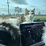 cat, dashboard, car_interior, touchscreen, fluffy_tail, window, sky, clouds, tree, field, animal, pet, fur, whiskers, car, technology, nature, outdoor_view, relaxed, curious