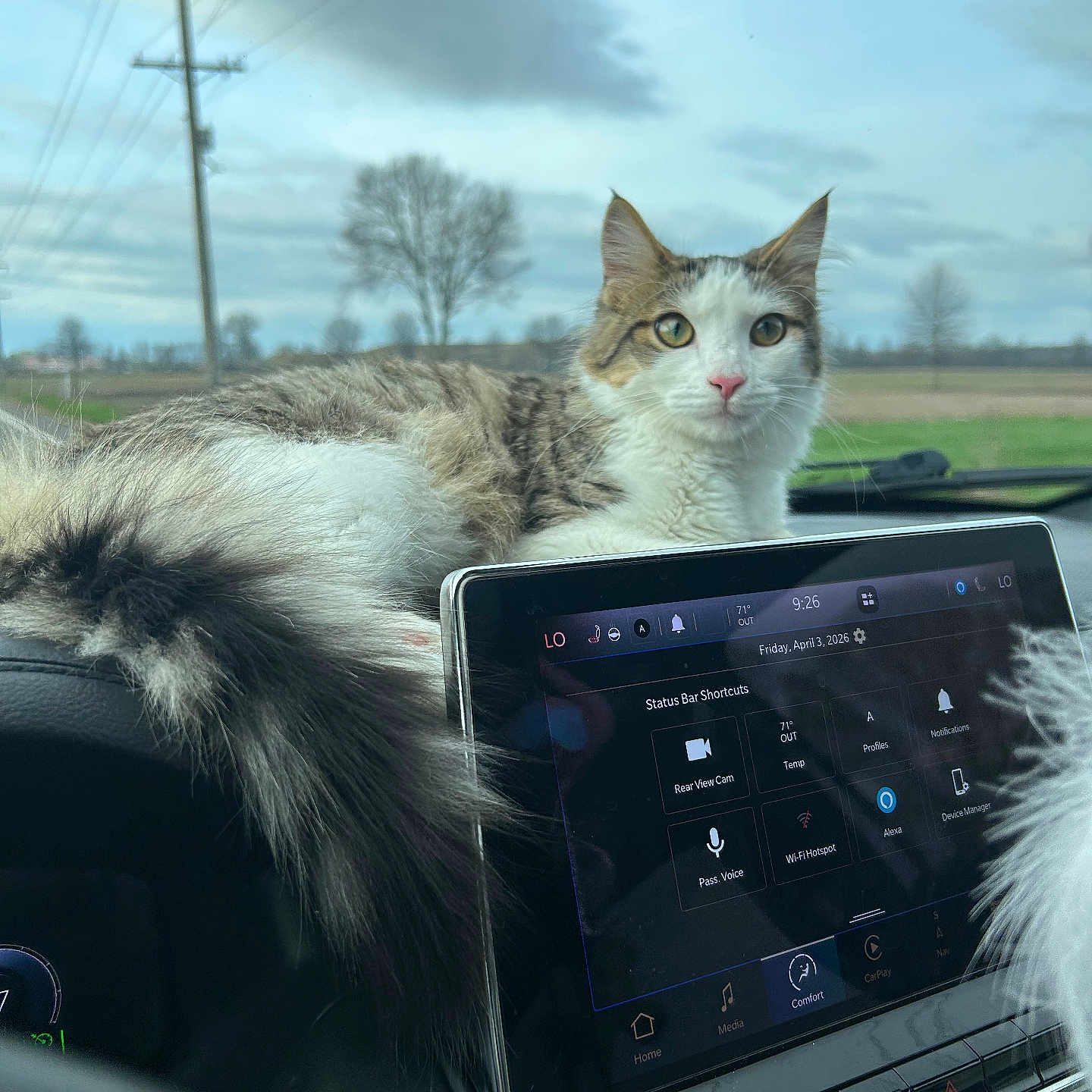 Dean is registered to the contest to win money with this photo: cat, dashboard, car_interior, touchscreen, fluffy_tail, window, sky, clouds, tree, field, animal, pet, fur, whiskers, car, technology, nature, outdoor_view, relaxed, curious