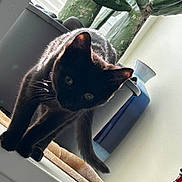 Agnes joined the competition — help win amazing prizes! black_cat, cat, indoor, windowsill, cactus, plant, sunlight, shadow, vase, decor, curious, pet, animal, feline, stretching, green, home, window, light, cozy