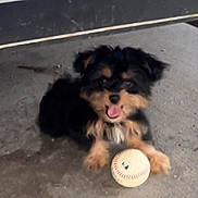 Theo is registered to the contest to win money with this photo: dog, puppy, baseball, concrete, animal, pet, playing, tongue_out, fur, black, tan, cute, happy, paw, floor, outdoor, young_dog, toy, pet_playing, animal_portrait