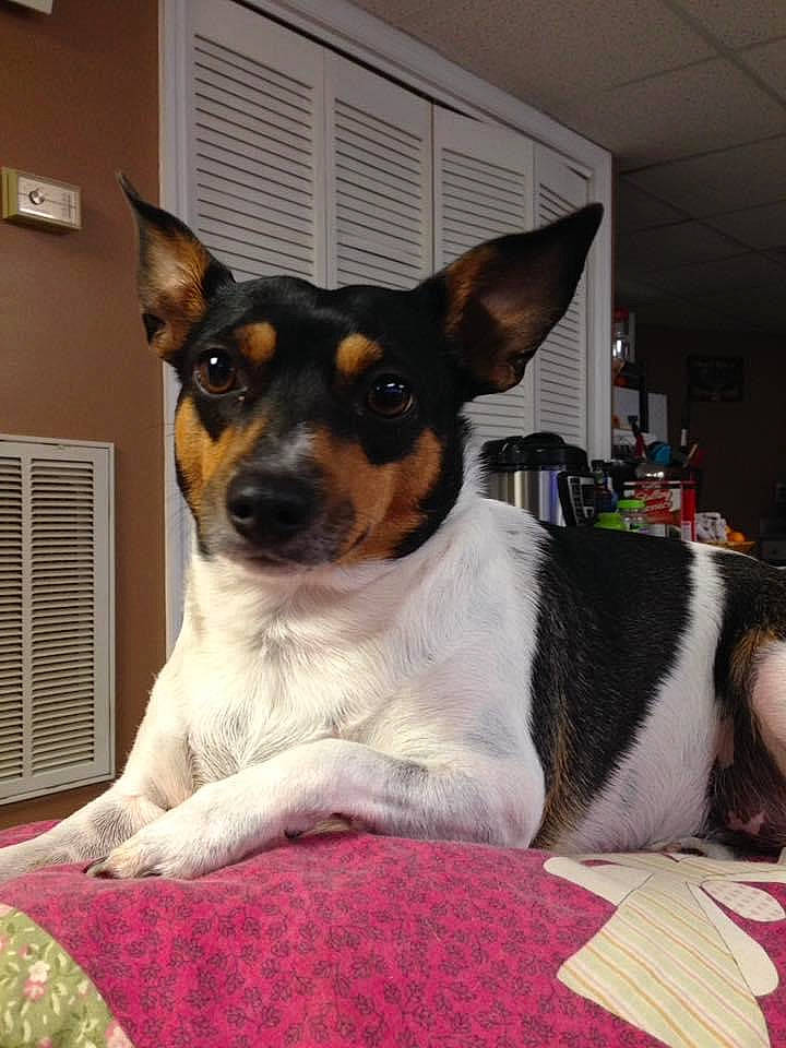 Sophie joined the competition — help win amazing prizes! canidae, carnivore, chilean_fox_terrier, collar, companion_dog, dog, dog_breed, dog_supply, fur, small_terrier, snout, terrier, toy_dog, whiskers, working_animal