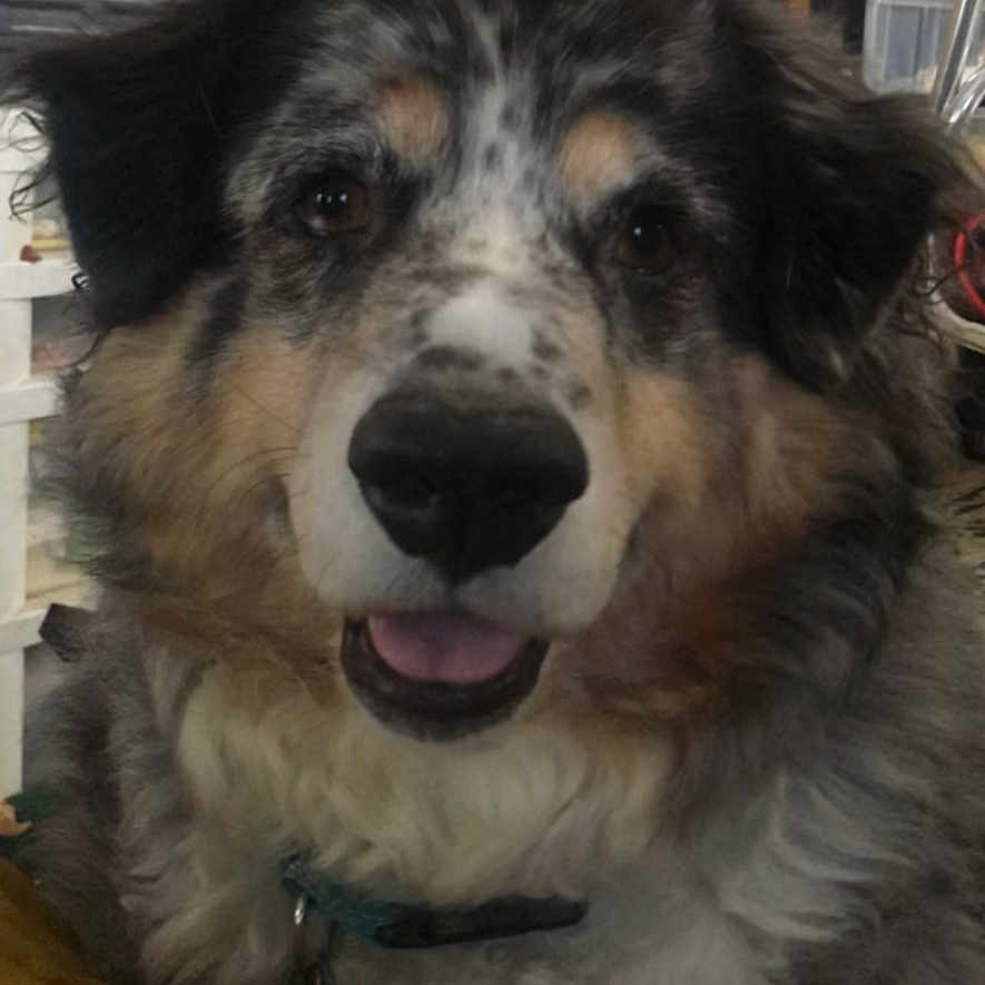 Yonah is registered to the contest to win money with this photo: animal, black_nose, brown_eyes, canine, close_up, collar, dog, domestic_animal, face, fluffy, fur, furry, happy, indoor, looking_at_camera, muzzle, pet, portrait, speckled, tongue