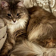 Lana a rejoint le concours — aidez-le/la à gagner de superbes lots ! cat, long_fur, gray_fur, white_chest, whiskers, paws, tail, bed, blanket, patterned_bedding, cozy, indoor, pet, portrait, closeup, eyes, relaxed, fluffy, domestic_cat, tabby