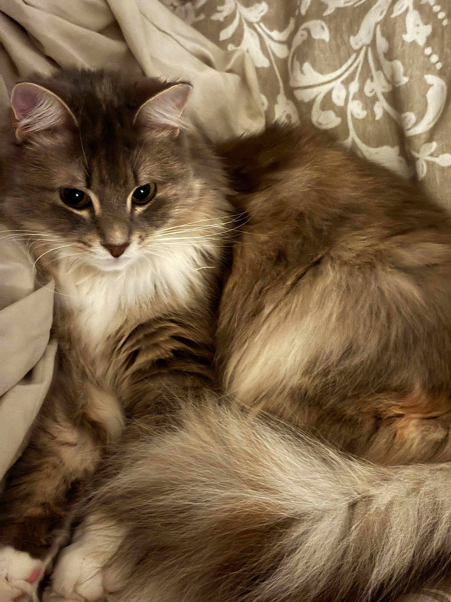 Lana a rejoint le concours — aidez-le/la à gagner de superbes lots ! cat, long_fur, gray_fur, white_chest, whiskers, paws, tail, bed, blanket, patterned_bedding, cozy, indoor, pet, portrait, closeup, eyes, relaxed, fluffy, domestic_cat, tabby