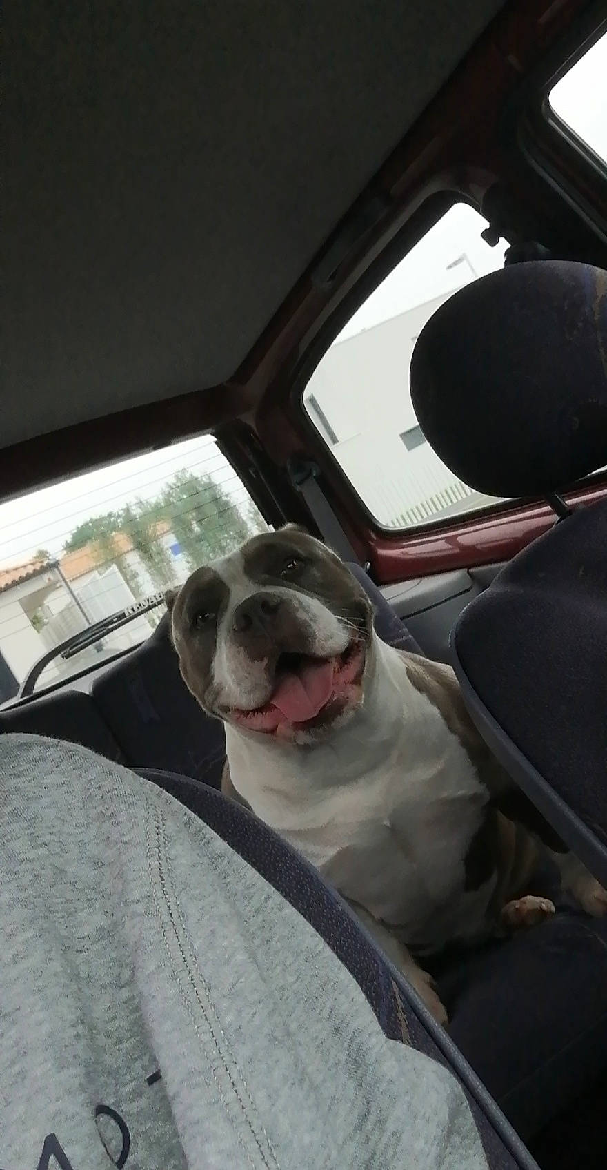 Mia a rejoint le concours — aidez-le/la à gagner de superbes lots ! auto_part, automotive_design, automotive_mirror, car, car_seat, car_seat_cover, carnivore, comfort, companion_dog, dog, dog_breed, fawn, motor_vehicle, snout, sporting_group, tints_and_shades, vehicle, vehicle_door, window, working_animal