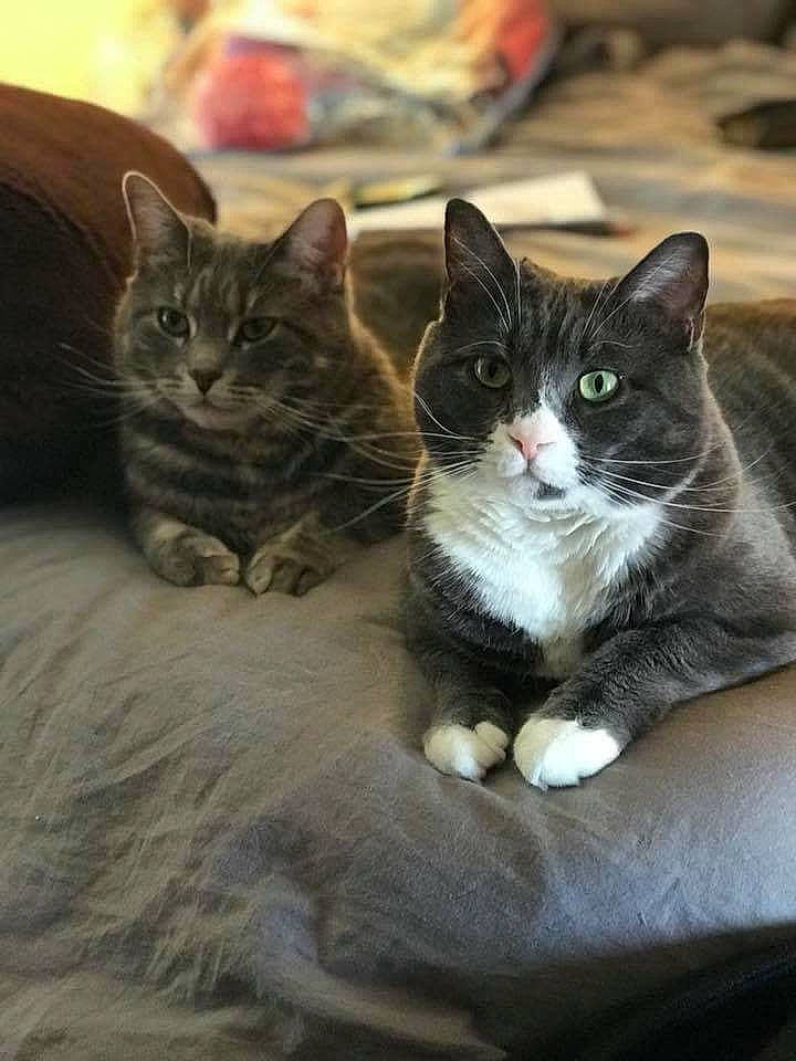 Heffer is registered to the contest to win money with this photo: aegean_cat, american_shorthair, carnivore, cat, domestic_short_haired_cat, european_shorthair, eye, felidae, fur, kitten, mammal, norwegian_forest_cat, polydactyl_cat, shoe, sitting, sky, small_to_medium_sized_cats, snout, tabby_cat, whiskers