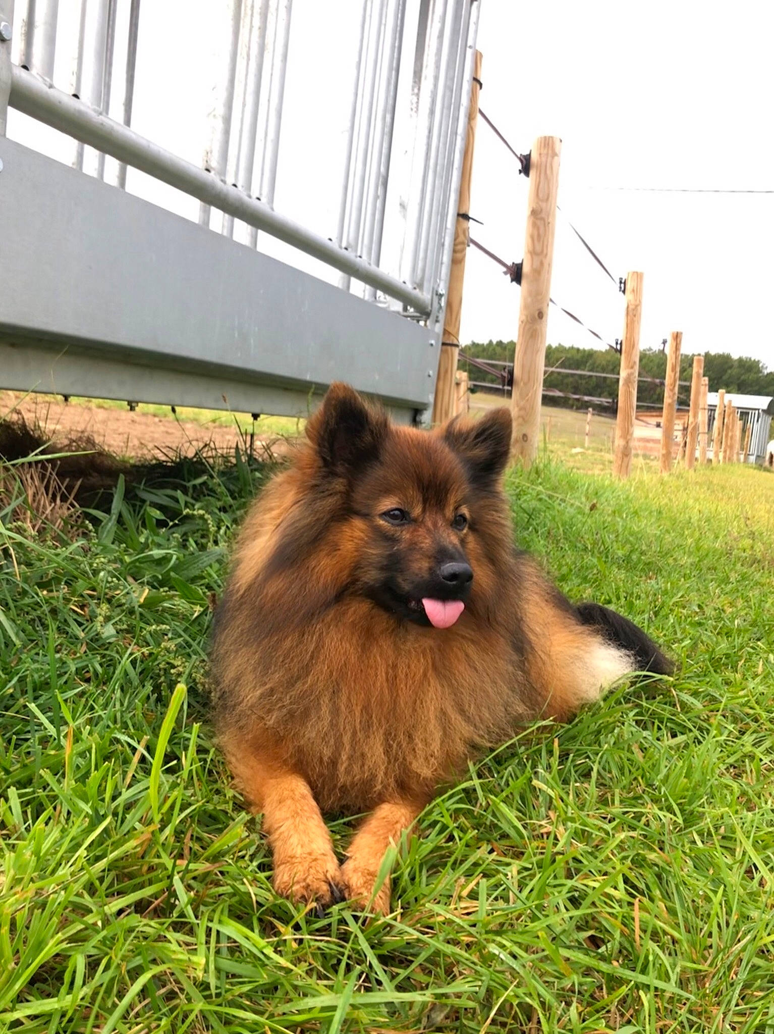 Iouki a rejoint le concours — aidez-le/la à gagner de superbes lots ! belgian_shepherd, canidae, carnivore, dog, dog_breed, eurasier, fawn, german_spitz, german_spitz_mittel, grass, liver, mammal, old_german_shepherd_dog, pomeranian, spitz, tervuren, vertebrate