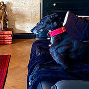 Chata participe au concours pour gagner de l'argent avec cette photo : dog, black_dog, red_collar, sofa, blanket, living_room, wooden_floor, statue, books, red_rug, pillow, furniture, pet, indoor, resting, side_view, cozy, calm, decor, relaxing