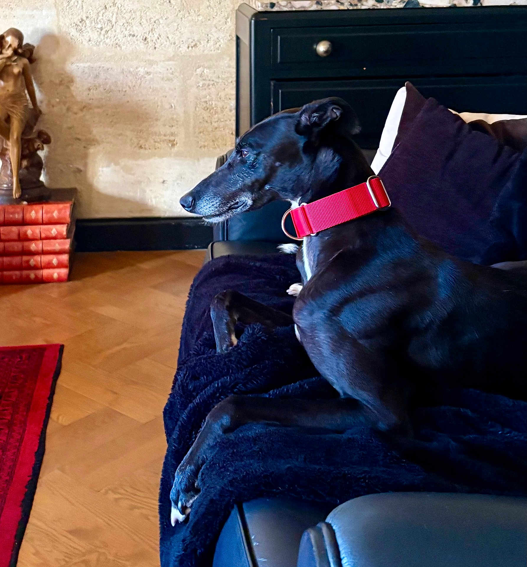 Chata participe au concours pour gagner de l'argent avec cette photo : dog, black_dog, red_collar, sofa, blanket, living_room, wooden_floor, statue, books, red_rug, pillow, furniture, pet, indoor, resting, side_view, cozy, calm, decor, relaxing