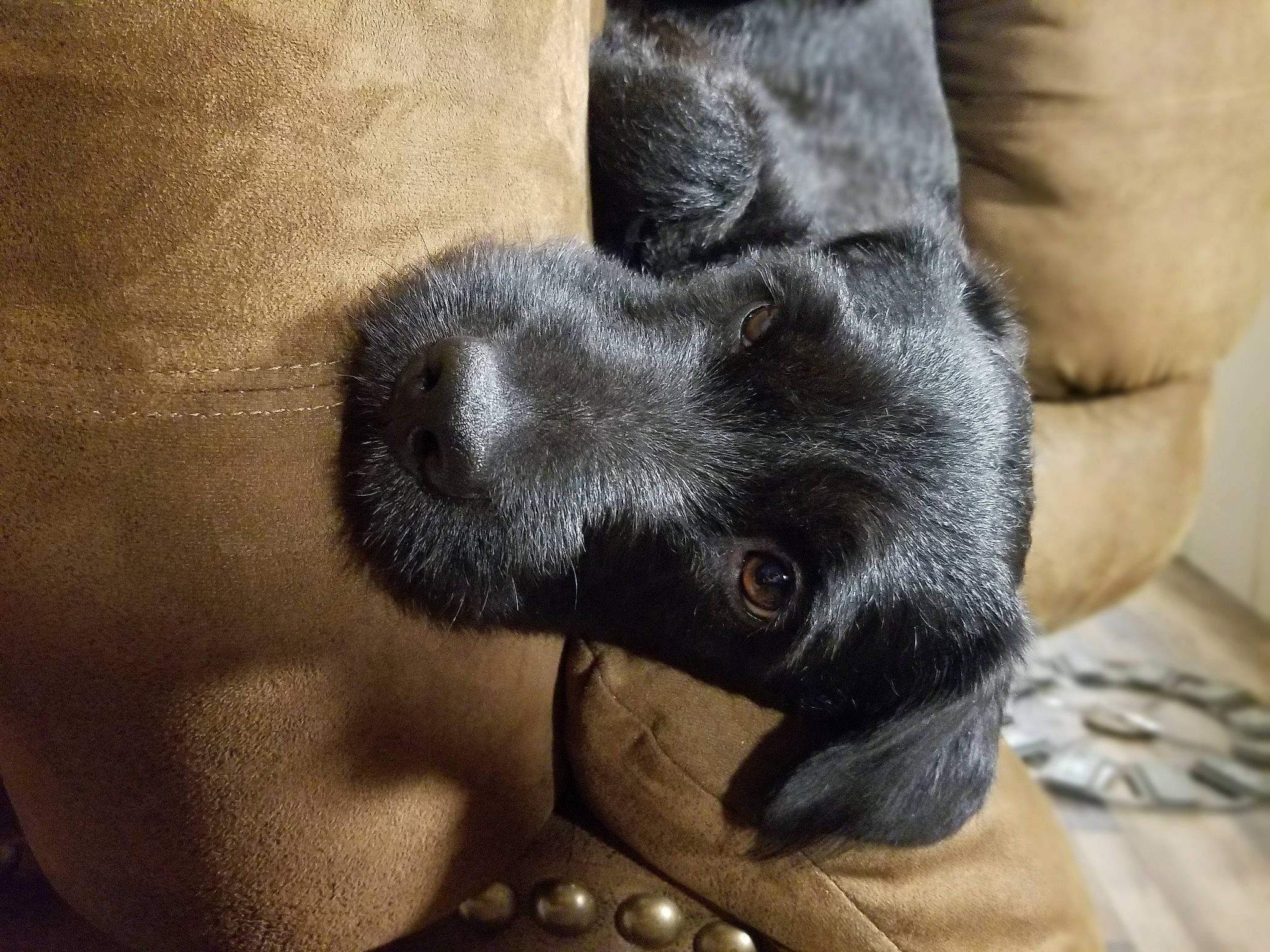 Tank is registered to the contest to win money with this photo: canidae, carnivore, companion_dog, dog, dog_breed, fur, great_dane, labrador_retriever, nose, patterdale_terrier, paw, puppy, snout, sporting_group