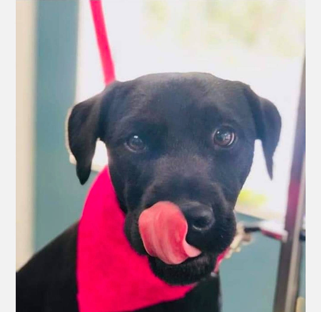 Tank is registered to the contest to win money with this photo: beagador, canidae, carnivore, companion_dog, dog, dog_breed, dog_collar, ear, labrador_retriever, mammal, nose, patterdale_terrier, pointing_breed, puppy, retriever, snout, sporting_group