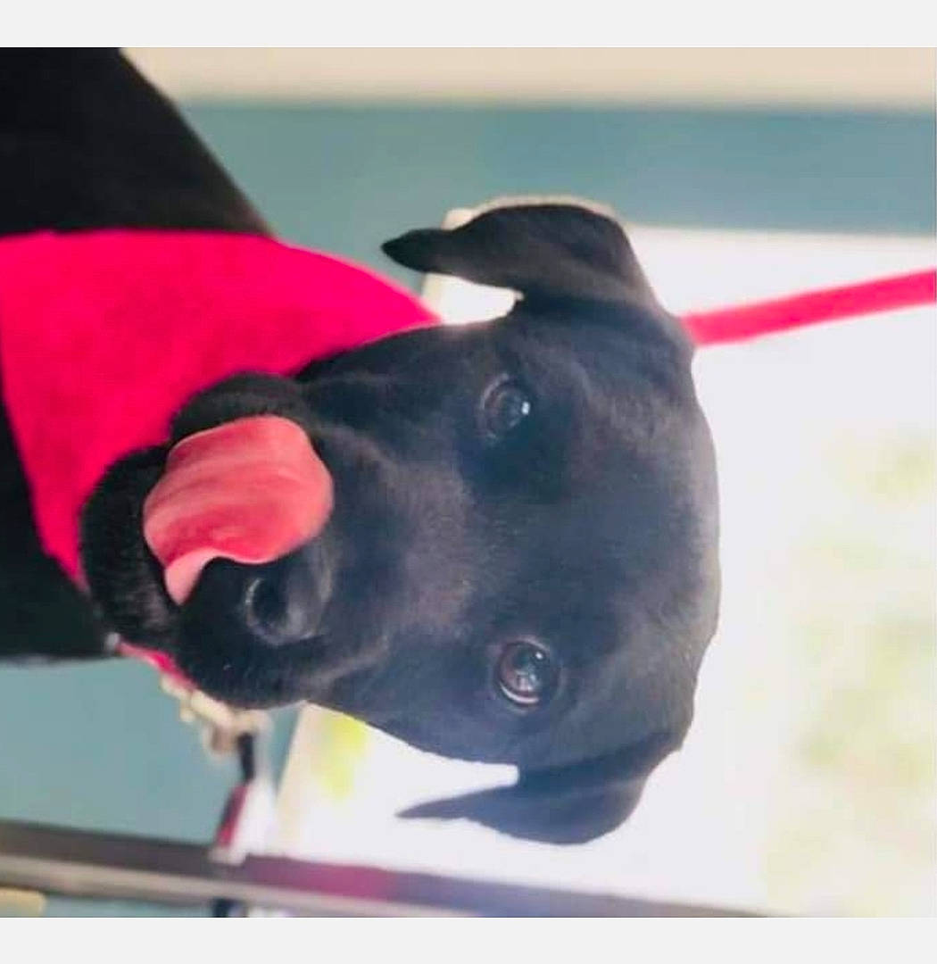 Tank is registered to the contest to win money with this photo: canidae, carnivore, dog, dog_breed, italian_greyhound, labrador_retriever, non_sporting_group, nose, puppy, snout, sporting_group