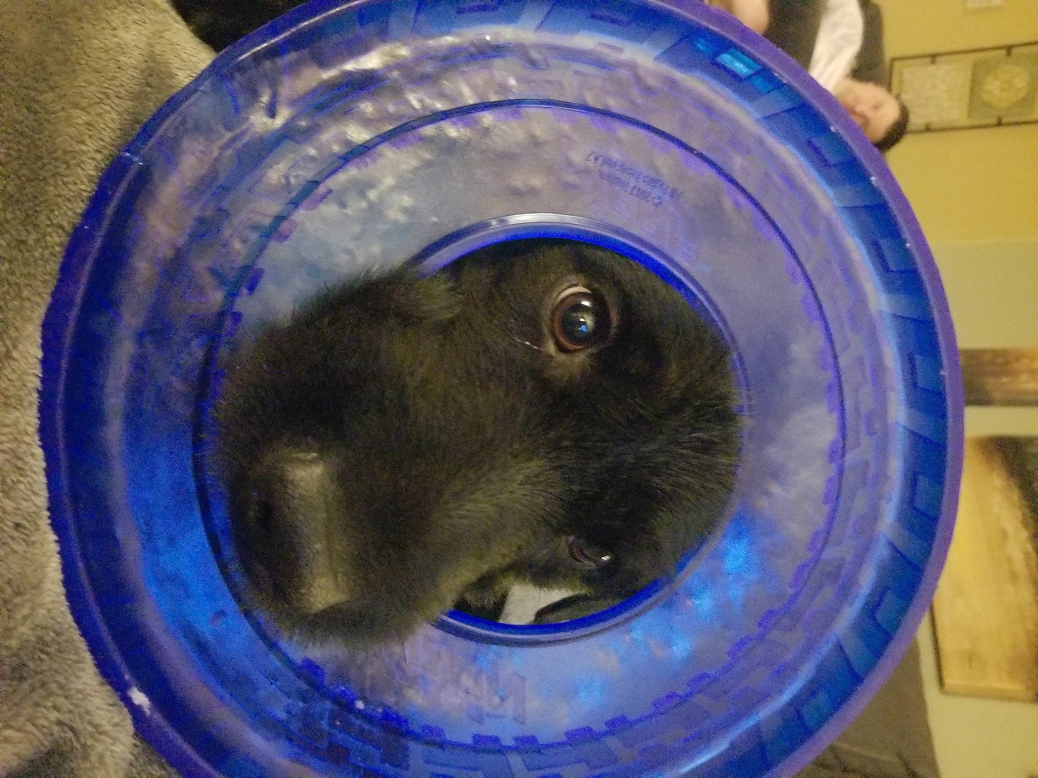 Tank joined the competition — help win amazing prizes! chinchilla, degu, gerbil, hamster, muridae, muroidea, rat, rodent