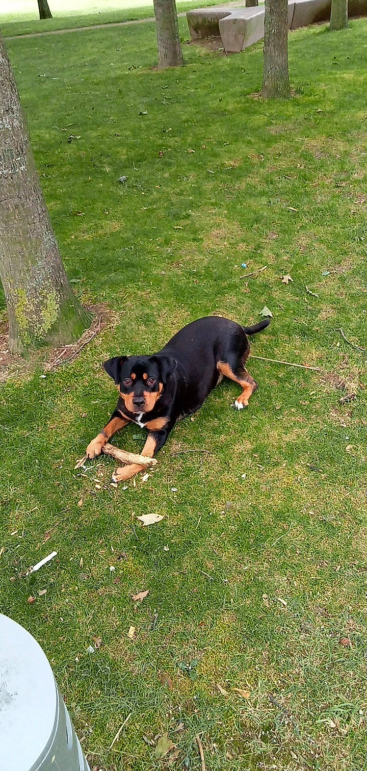 Aka participe au concours pour gagner de l'argent avec cette photo : canidae, carnivore, companion_dog, dog, dog_breed, grass, guard_dog, hunting_dog, lawn, pinscher, sharing, sporting_group, tail, toy_dog, working_dog