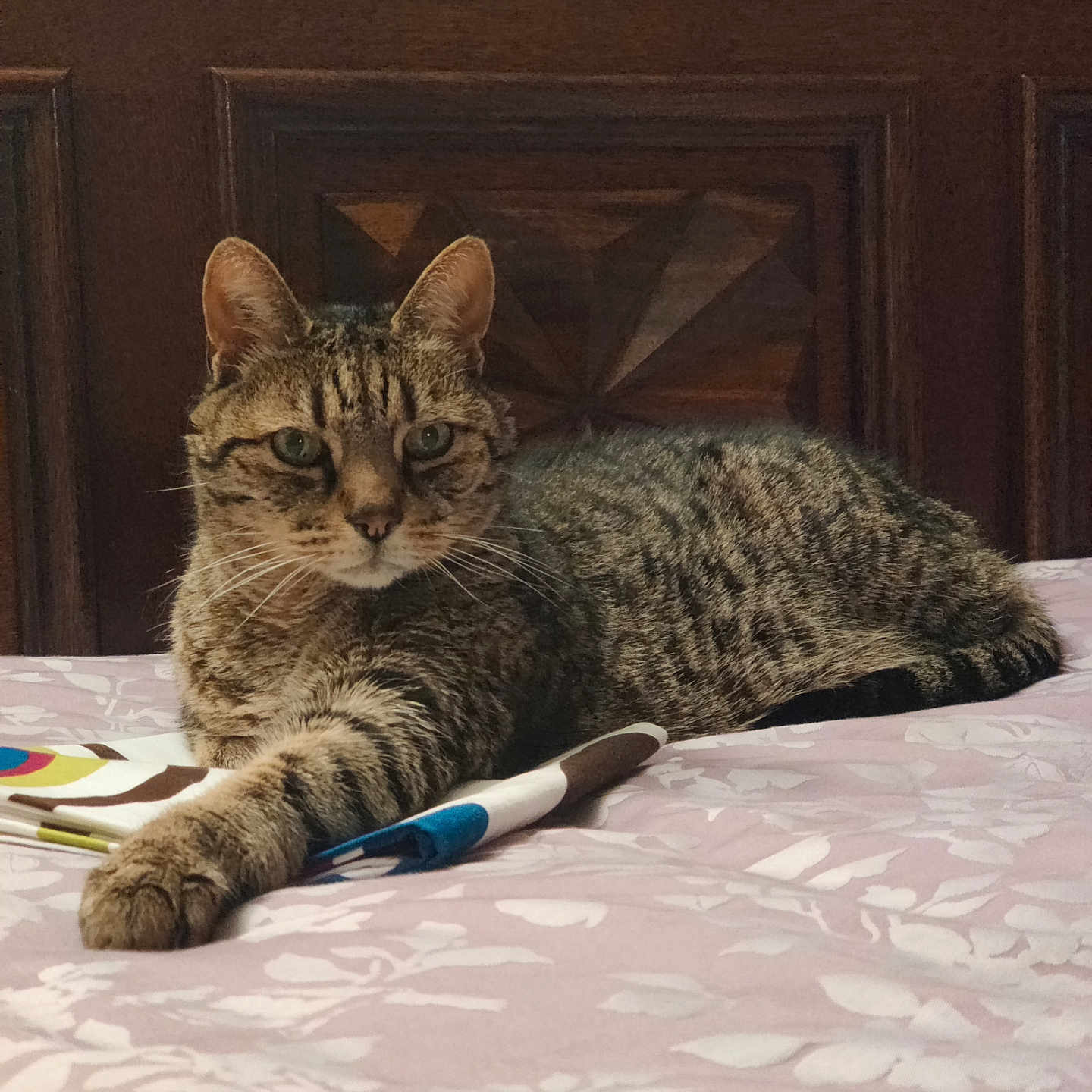 Léo a rejoint le concours — aidez-le/la à gagner de superbes lots ! abyssinian, animal, bed, bedroom, brush, cat, couch, device, egyptiancat, furniture, hardwood, indoors, kitten, manx, pet, plywood, room, tool, toothbrush, wood