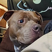 Bandit is registered to the contest to win money with this photo: dog, close_up, indoor, blanket, tapestry, curious, brown_dog, canine, face, pet, portrait, furniture, couch, home_interior, fabric, wall_hanging, art, decor, animal, companion