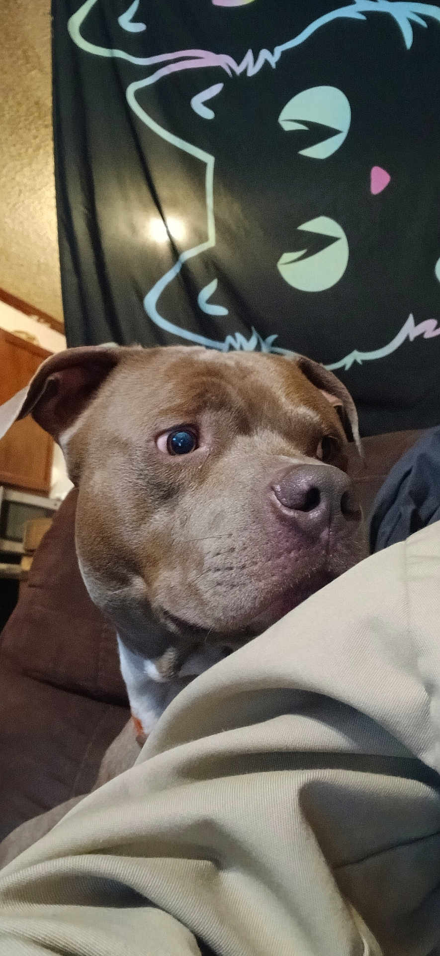 Bandit is registered to the contest to win money with this photo: dog, close_up, indoor, blanket, tapestry, curious, brown_dog, canine, face, pet, portrait, furniture, couch, home_interior, fabric, wall_hanging, art, decor, animal, companion